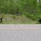 Bear on Hwy 129