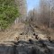 All purpose trail built on the  Ottawa Arnprior and Parry Sound Railway right of way. (OA&PS)    Looking east.   The railway was built by Rudolphus Booth about 1895 to access the timber wealth of Algonquin Park.  It looks like the recreational roto-tillers (ATV) had a go at it.  There are 34,262 km. of trails in Ontario listed by OFSC.