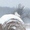 Arctic winter in Saltfleet