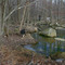 Creek feeding Towhee, east side
