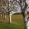 Row of Paper Birches in Autumn - Springfield Township, Pennsylvania - USA