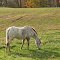 Strawberry Roan Horse in Autumn Pasture - Springfield Township, Pennsylvania - USA