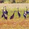 Sand hill cranes ready to migrate.