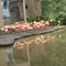 pink flamingos and reflections in zoo cali