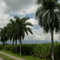 Via Palmira - Cali