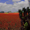 Vivid colorful plantations leaving the city