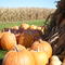 Fall Harvest