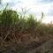 PAL Cultivo de Caña de Azúcar
