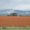 Cultivo de Sorgo (Sorghum vulgare Pers.) - Somso
