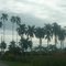 palms tree in way pereira-cali