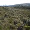 Bosque de frailejones. Páramo de Belmira Ant.