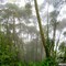 Inside Sustainable Forestry / Bosque de Cerezos
