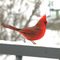 Cardinal Hoosier