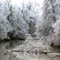 Iced Tree