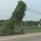 Camouflage Guying System - Dead End Telco Pole