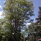 Bonito arbol en la 7a con 91