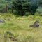 Fauna