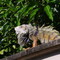 Parque Iguana Barrancabermeja