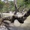 El Arbol Caido