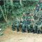 Ten Guimarães - Treinamento de Guerra na Selva - Vila Ipiranga - Amazonas