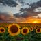 Sunflower Field - Watkins, Colorado