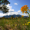 Wallflower near Boulder