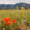 Scarlet Paintbrush near Boulder