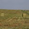 Alfalfa Hay in Rows