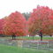 Fall Colors