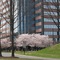 Fairfax High Rise Office and Cherry Blossoms