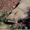Collared Lizard -Colorado Nat Mon 6-11-2004