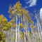Independence Pass