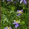 Blue Columbines decorate the high meadows