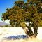 desert juniper