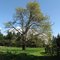 Big Leaf Maple in Spring