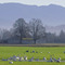 Trumpeter Swans