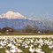 Snow Geese