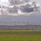 Snow Geese