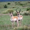pronghorns, southern Colorado