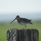 Wilson's snipe, Wet Mountain Valley, Colorado
