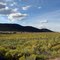 Rabbit Brush meadows