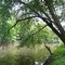 Des Plaines River in Half Day Forest Preserve