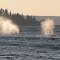 Two grey whales off Hat Island