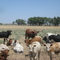 Cows Near Granada