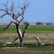 2011, Prowers, Colorado, USA - old wizened tree