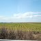 2011, Prowers, Colorado, USA - fields Rte 50