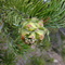 Piñon Pine Cone