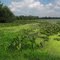 Lake Maria - summer view to north