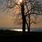 sun behind the tree