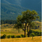 A Lone Tree